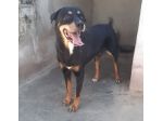 MARLEY - simil rottweiler di 13 anni