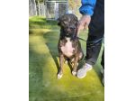 Apollo simil amstaff