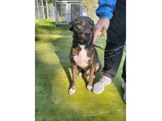 Apollo simil amstaff