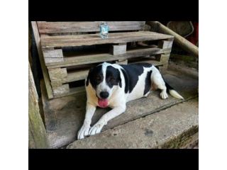 MILKA LA TENEREZZA FATTA CANE, CANE IN ADOZIONE