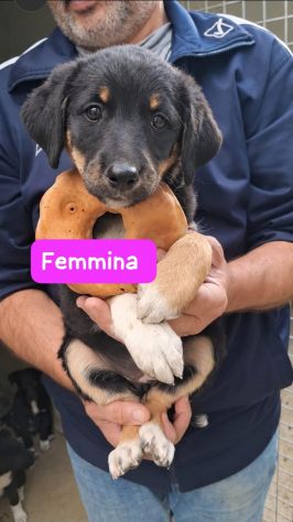CUCCIOLI 2 MESI taglia media - Foto 4