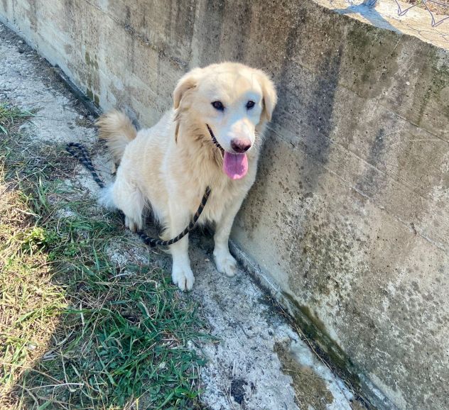 TERENCE UN CUORE DA SALVARE CANE IN ADOZIONE - Foto 6