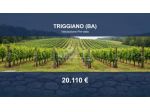 Immobile in asta di 13710 m² in vendita a Triggiano
