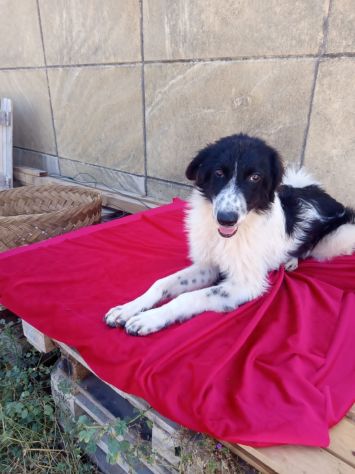GIRONE, 15 KG, E GIMA, 11 KG, 7 MESI (01/01/26), CHIUSI IN CANILE !!!! - Foto 2