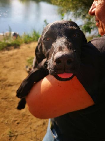 Balù cucciolo