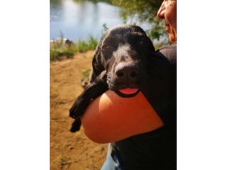 Balù cucciolo