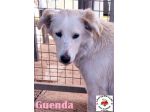 Guenda in adozione