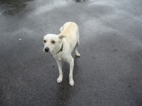 NEVE, giovane e dolcissima cagnolina - Foto 2