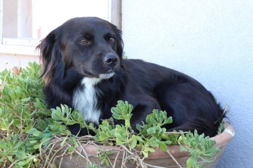 LEON, sano allegro e affettuoso - Foto 2