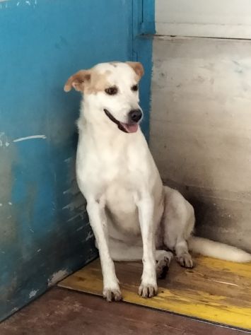 Itaca cagnolina gentile - Foto 10