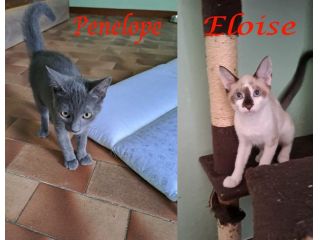 ELEOISE e PENELOPE, adorabili gattine in adozione!
