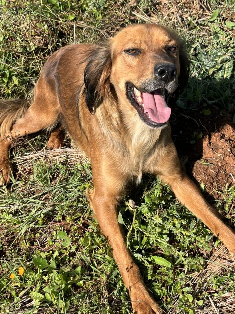 Aky un dolce e spiritoso cagnolino - Foto 4