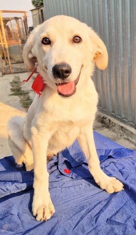 TEDDY,SALVIAMOLO DAL CANILE! - Foto 6