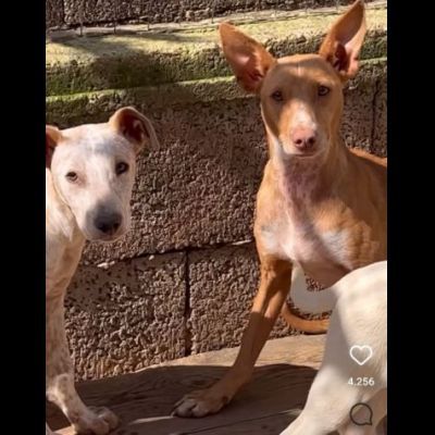 MAMMA MEDEA E CUCCIOLI BIAGIO ED ARIANNA: in adozione. - Foto 3