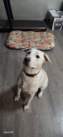 GIGI, 1 ANNO (25/04/25), ADOTTATO MESI FA E RIPORTATO IN CANILE SENZA SCRUPOLI - Foto 3