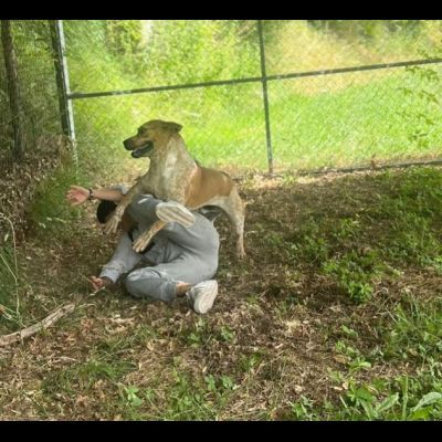 CASPER ALLERGRO E SOCIEVOLE; CANE IN ADOZIONE - Foto 2