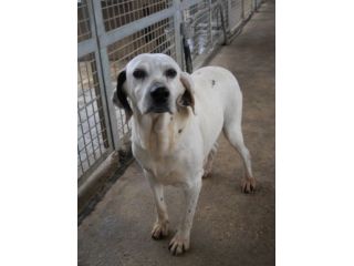 MOSCA, deliziosa mix labrador