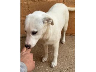 CANILE. UNA GABBIA. UNA CUCCIOLA