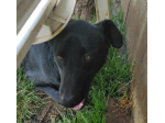 CANE DA ADOTTARE
