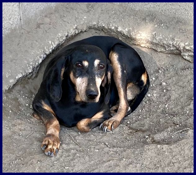 DAIMA sui 7anni buonissima ama le coccole! - Foto 5