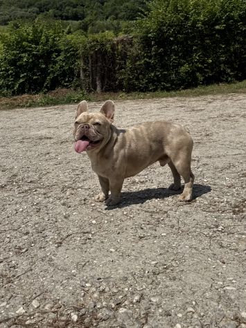 Cuccioli bulldog francese esotico - Foto 5