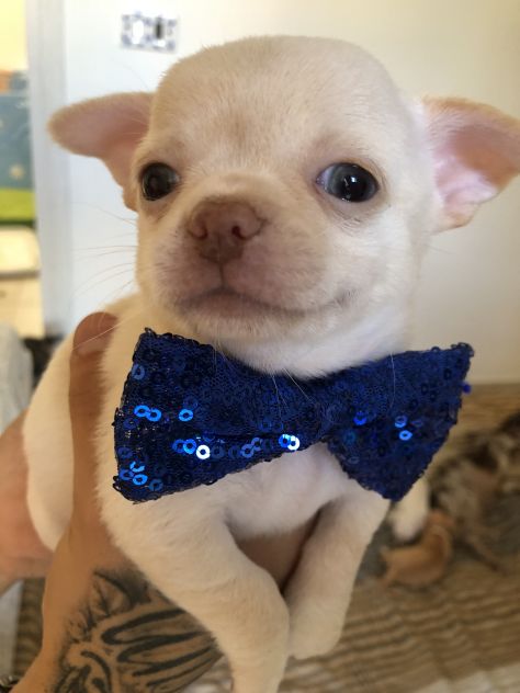 Chihuahua cuccioli - Foto 2