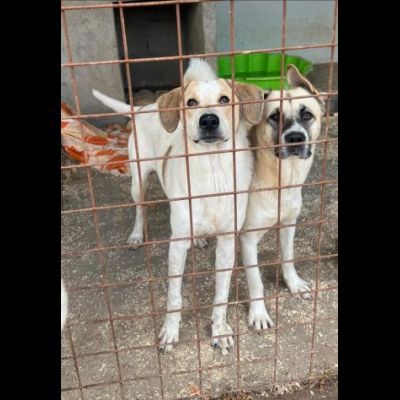 Carotino cucciolo in adozione - Foto 4
