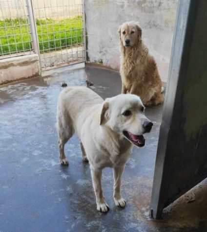 Cagnolina da adottare - Foto 3