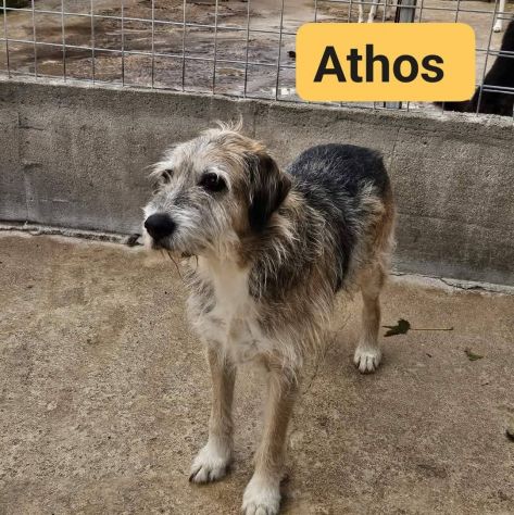 La triste storia dei tre moschettieri cagnolini in adozione - Foto 3