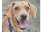 Flocky: 2 anni, taglia contenuta, socievole