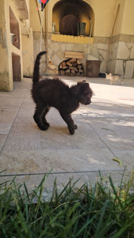 Matcha: cucciola 2 mesi - Foto 2