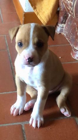 animali Pitbul - Foto 3