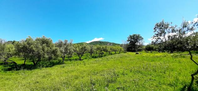 Uliveto in vendita a Montecorvino Rovella - Foto 8