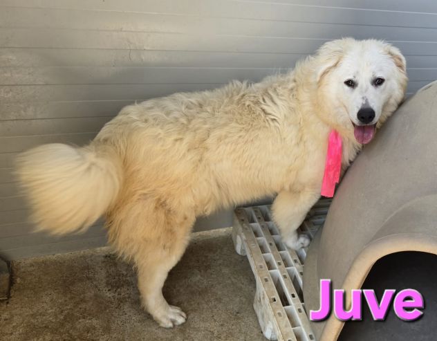 JUVE - Foto 2