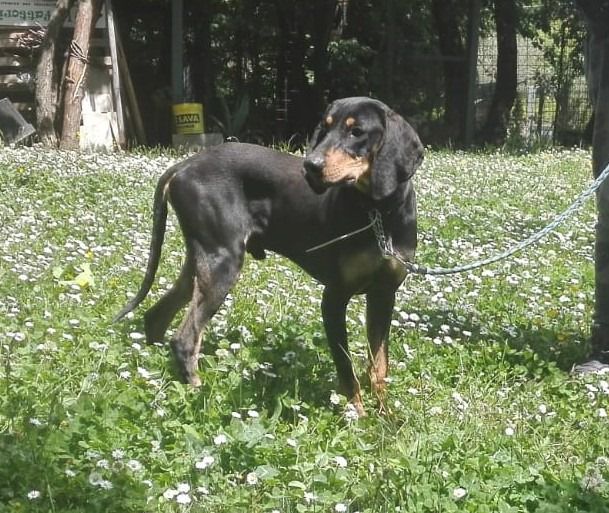DANKO, splendido mix segugio - Foto 4