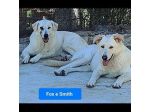 Fox e Smith un futuro da costruire. CANI IN ADOZIONE