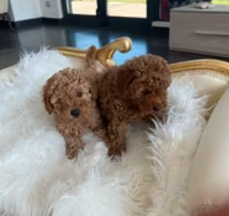 Maschietti Barboncino nano e toy