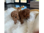 Maschietti Barboncino nano e toy
