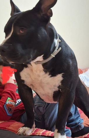 Amstaff/Bully 3anni SFIGATO 4ABBANDONI,IN BOX H 24!MANTOVA URGENTEEEE - Foto 6