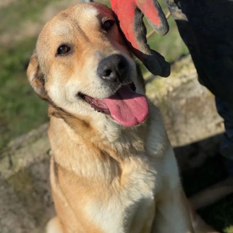 MINERVA splendida ed amorevole CANE IN ADOZIONE - Foto 3