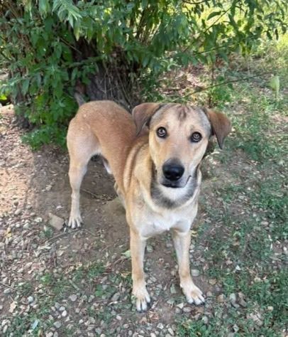 POLDO SOCIEVOLE AFFETTUOSO CAGNOLINO IN ADOZIONE - Foto 7