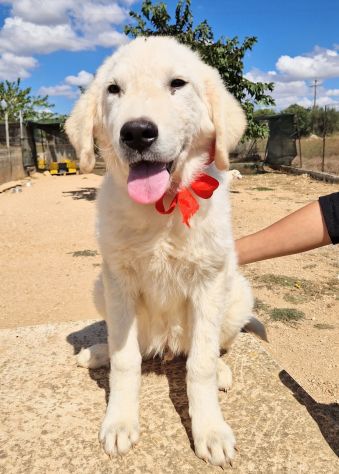 BURT,DOPO L'ABBANDONO,MERITA L'ADOZIONE! - Foto 2