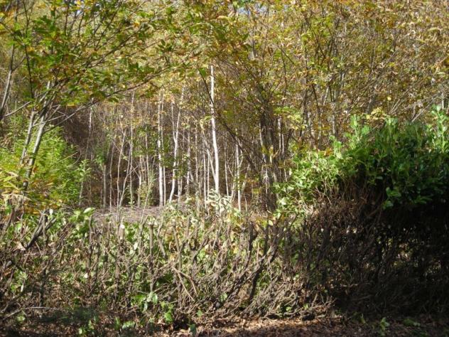 Terreno edificabile in vendita a Miazzina - Foto 20