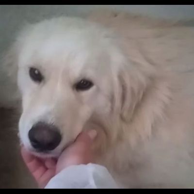 DEA GIOVANE E BELLISSIMA CAGNOLINA IN ADOZIONE - Foto 6