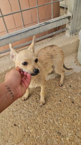Ponga: 5 mesi taglia mini