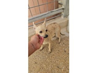 Ponga: 5 mesi taglia mini