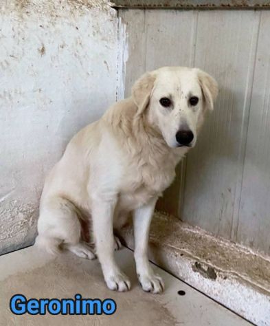 GERONIMO imprigionato senza colpa CANE IN ADOZIONE - Foto 2