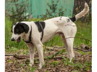 NINO, cagnolino coccolone