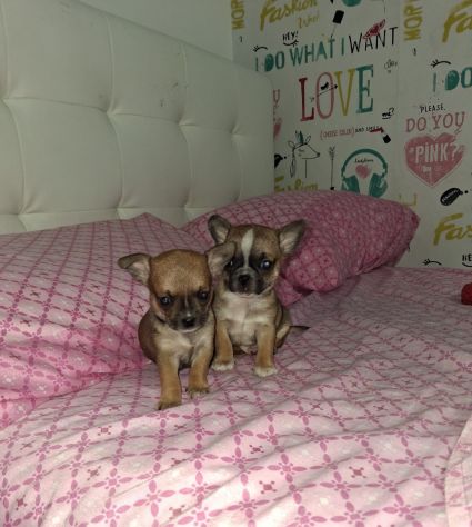 Chihuahua Toy mini - Foto 3