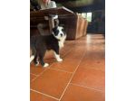 Cuccioli Border Collie di alta genealogia